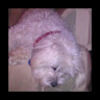 carrie_cellini